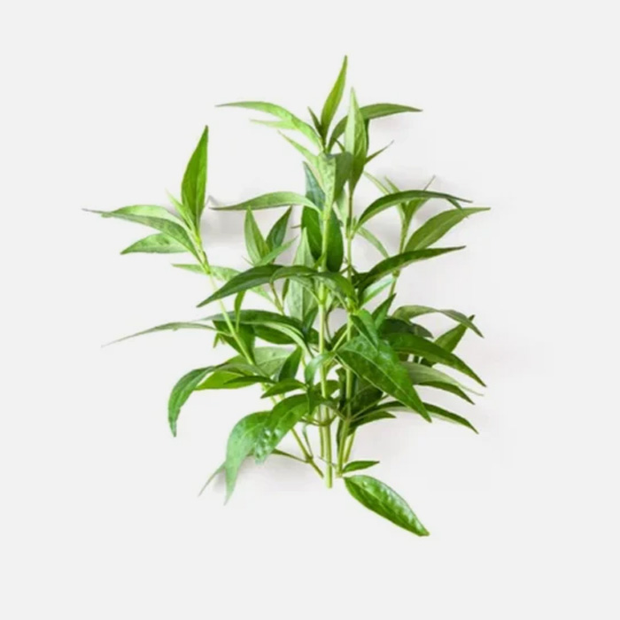 Andrographis Paniculata 95%