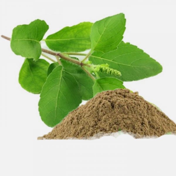 Holy Basil Ocimum Sanctum (Tulsi) Extract