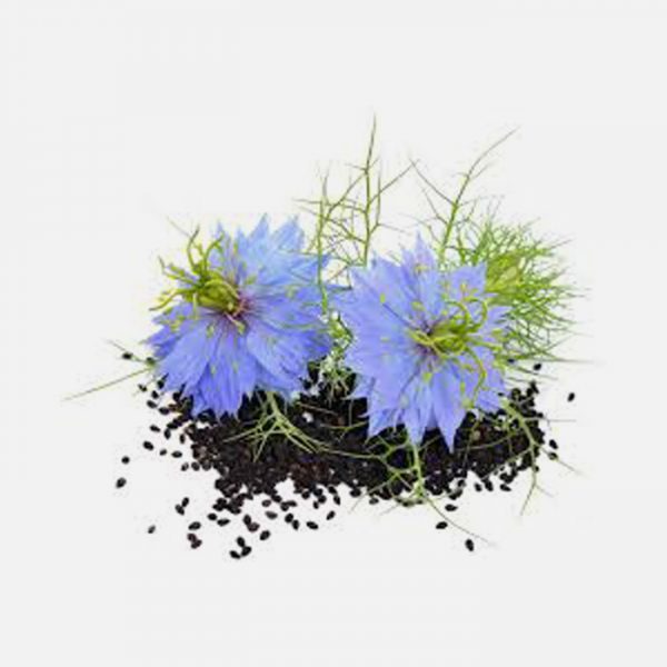 Nigella Sativa CO2 Extract