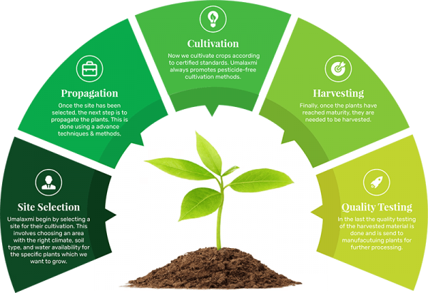 Umalaxmi Organics – Organic Process & Clean Extraction Methods