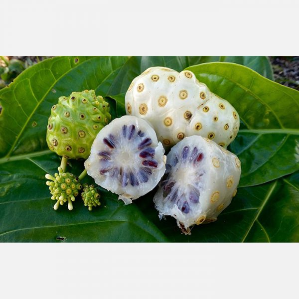 Organic Noni Morinda citrifolia