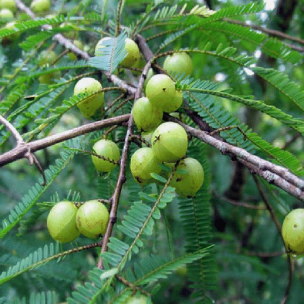 Organic Phyllanthus niruri