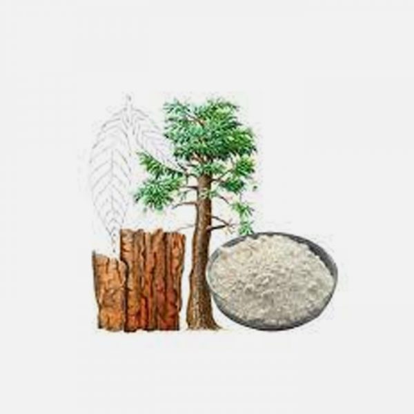 Pausinystalia yohimbe