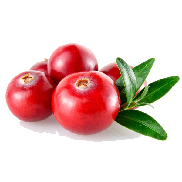 Vaccinium macrocarpon (Cranberry)