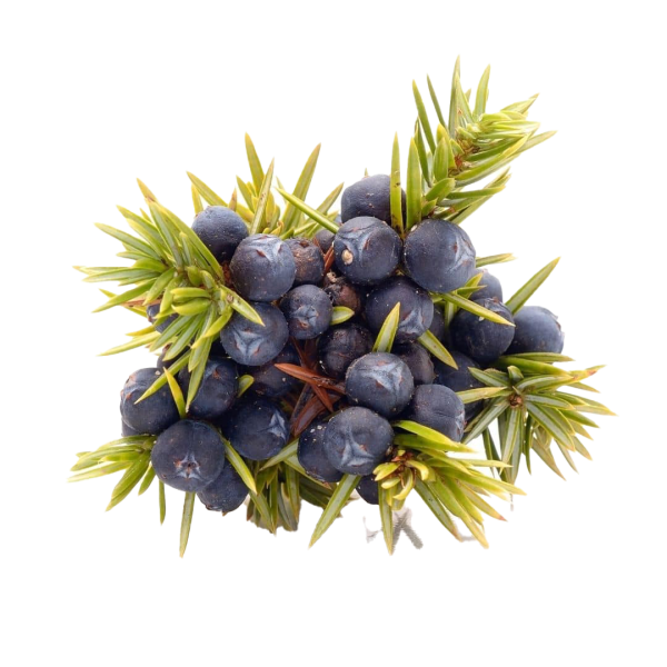 Juniperus communis (Common juniper)