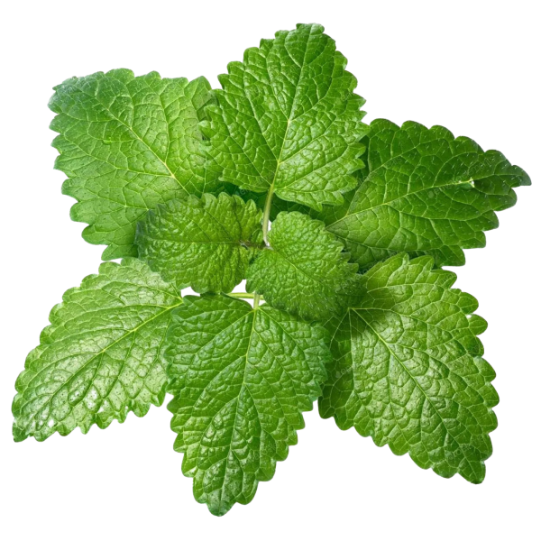 Melissa officinalis (Lemon Balm)