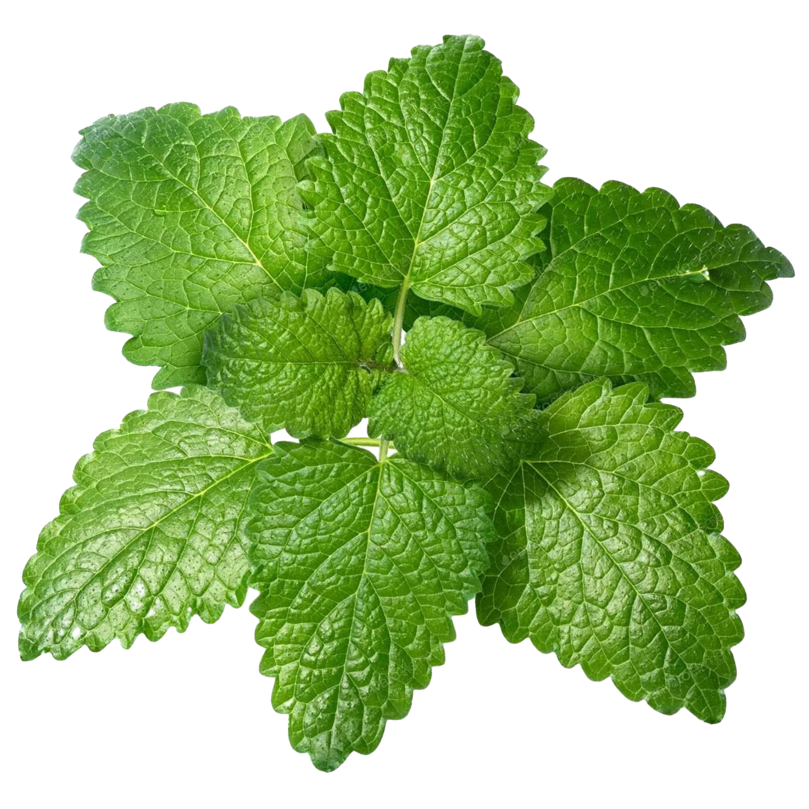 Melissa officinalis (Lemon Balm)
