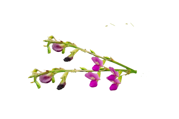 Tephrosia purpurea (Sharpunkha)