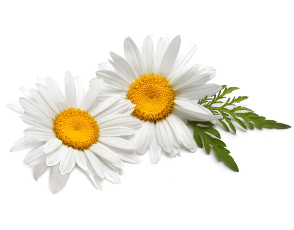 Chamomile