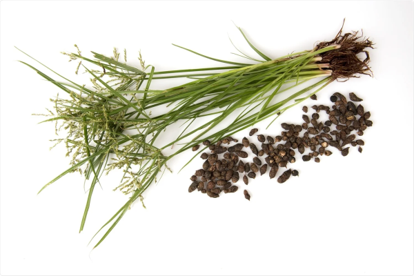 Cyperus rotundus (Nut grass)