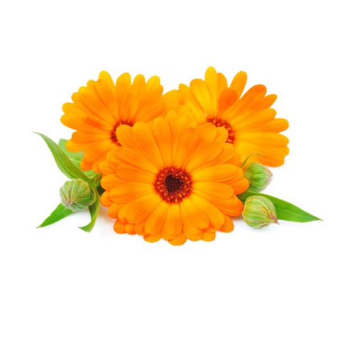 Calendula