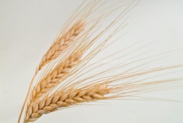 Hordeum vulgare (Barley grass)