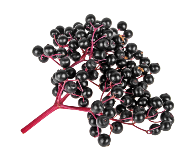 Elderberry