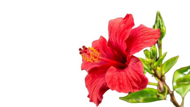 Hibiscus (Gudhal)