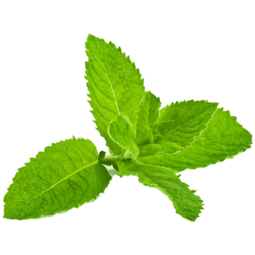 Peppermint
