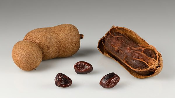 Tamarindus indica (Tamarind)