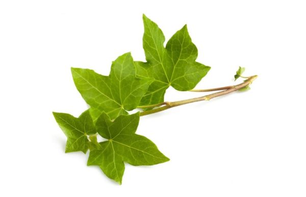 IVY Leaf Extract